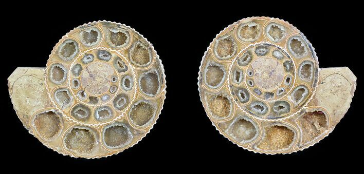 Cut & Polished Ammonite (Perisphinctes) Fossil #53853